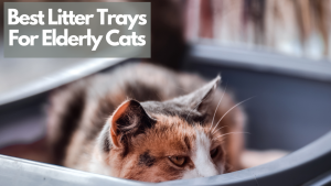 Best Litter Trays For Elderly cats