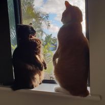 A black fluffy cat and a ginger tabby cat sit upright side by side on a windowsill, gazing out at a sunny view of palm trees and a bright sky