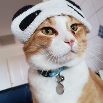 Mr Fry wearing a fluffy panda-themed headband, looking regal and slightly amused, with a blue collar and bell.