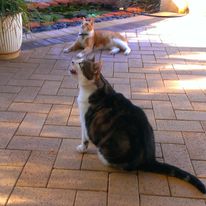 Two cats in an outdoor setting, one tabby sitting and looking up while the other orange cat rests in the background