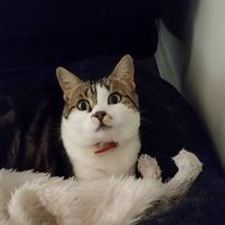 Miss Holley with a red collar lying on a dark couch, looking up with wide, curious eyes, partially covered by a fluffy blanket.