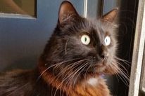 A fluffy black cat with striking green eyes, sitting indoors near a blue door and looking alertly to the side