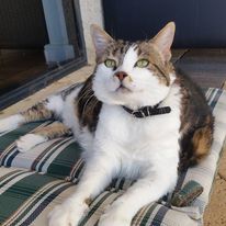 Miss Holley with wide, curious eyes looks up from a cozy spot on a dark couch, wrapped in a soft, light-colored blanket