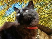 FIP in cats . Bronnies story