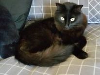 A black cat with a fluffy coat resting comfortably on a checkered couch.
