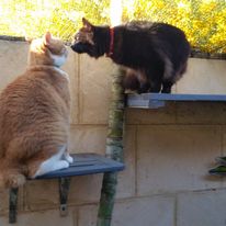 Bronnie and Mr Fry perched on separate platforms in an outdoor setting, one ginger and white with a large frame and the other black with a red collar, seemingly interacting with each other.