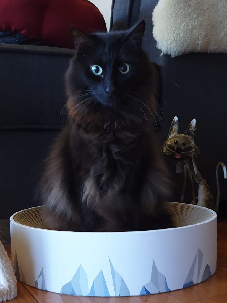 A black cat named Bronnie sitting in a circular scratcher, with wide eyes, representing his life and the impact of FIP in cats.