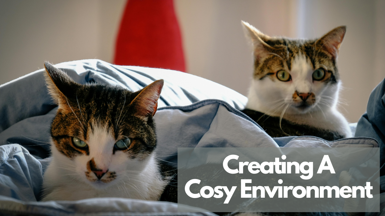 Two tabby and white cats snuggled in soft blankets, with a text overlay reading "Creating a Cosy Environment.