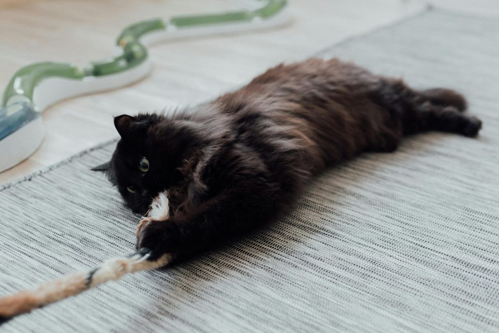 A fluffy black cat lying on a rug, playfully grabbing and chewing on a feathered toy, with a green interactive toy track in the background.