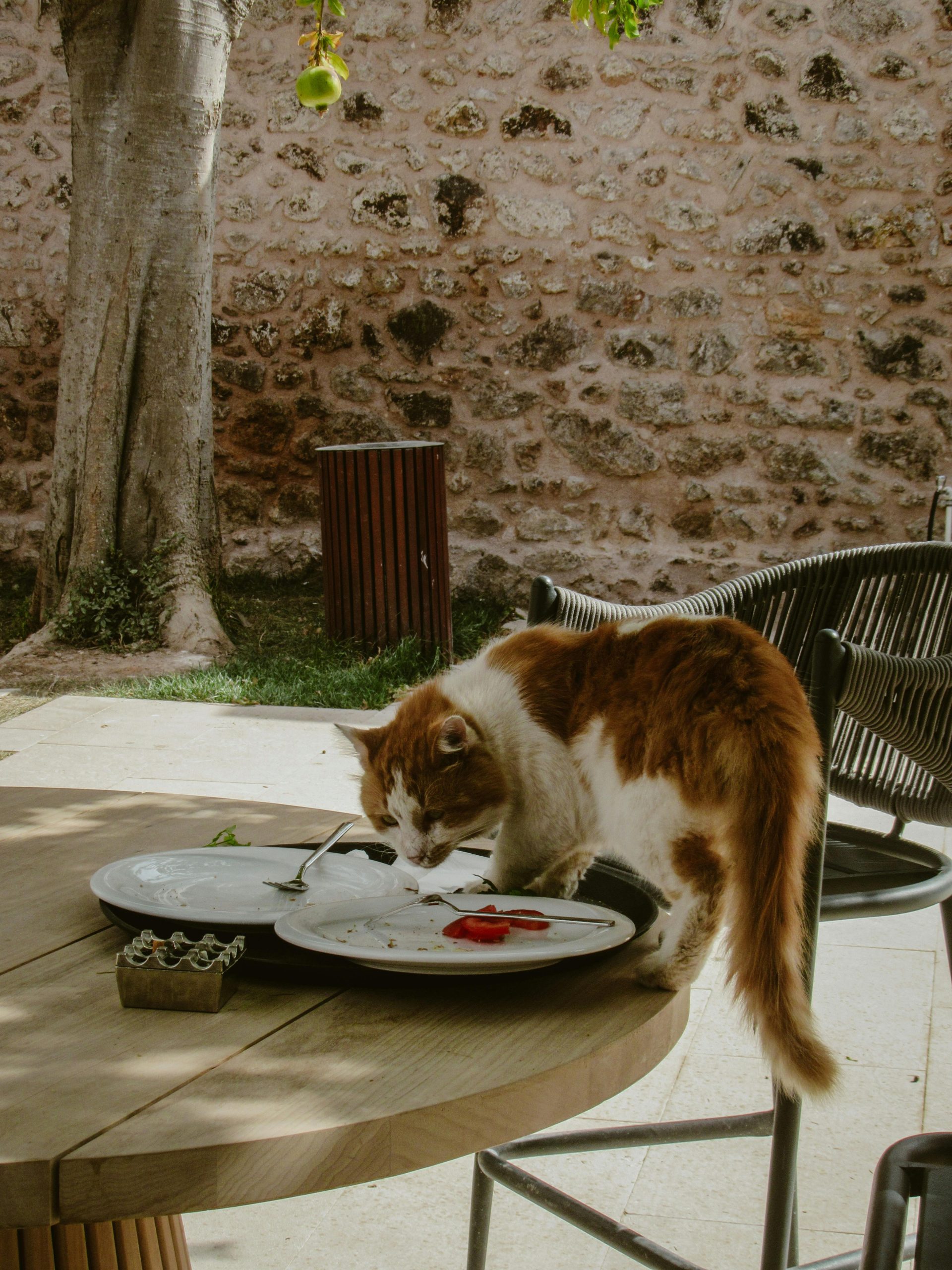 Showing love to your senior cat. An orange and white cat standing on an outdoor wooden table, sniffing plates with leftover food.