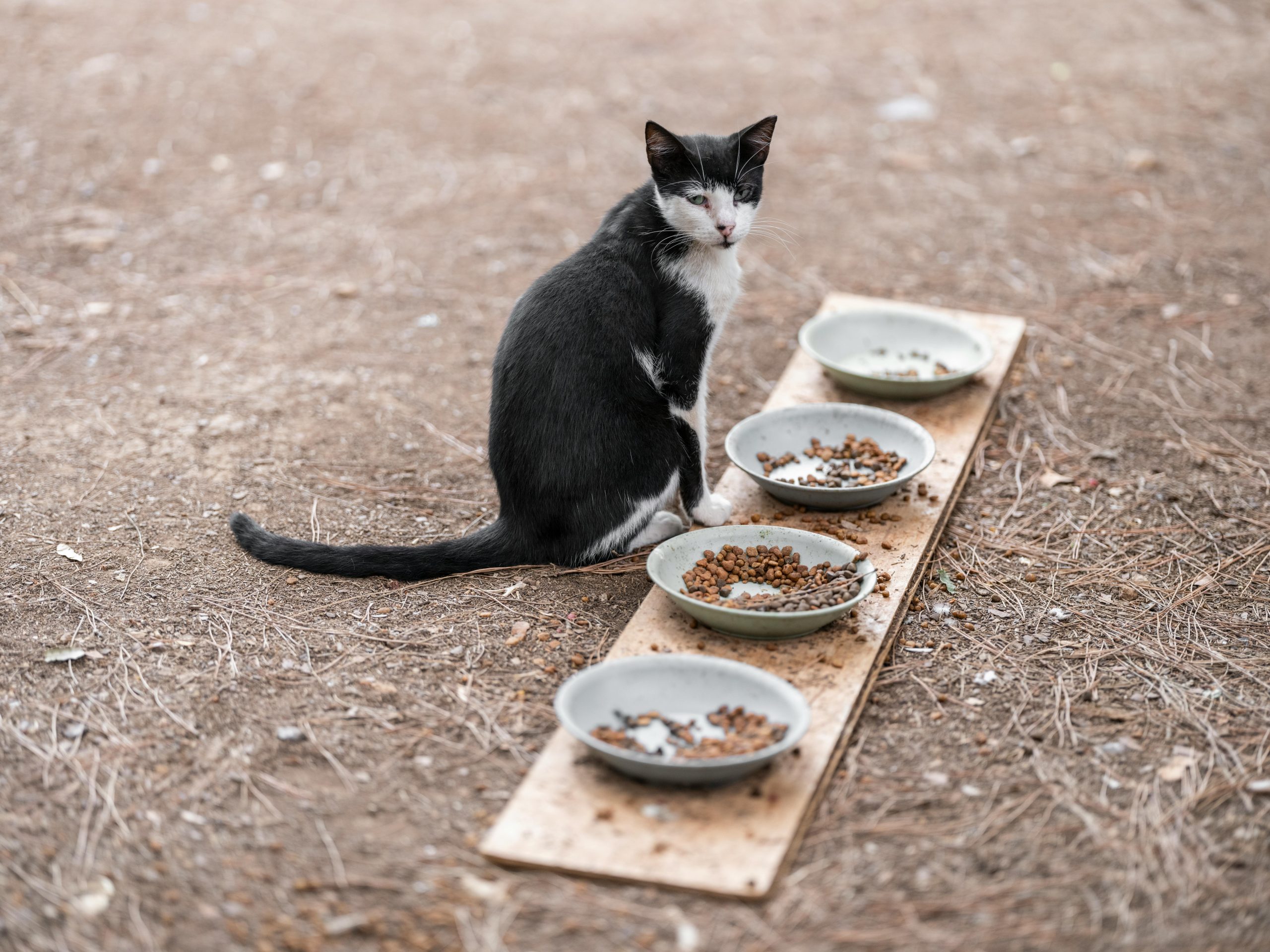 A black-and-white cat sitting near a row of bowls filled with dry cat food placed on a wooden plank outdoors.