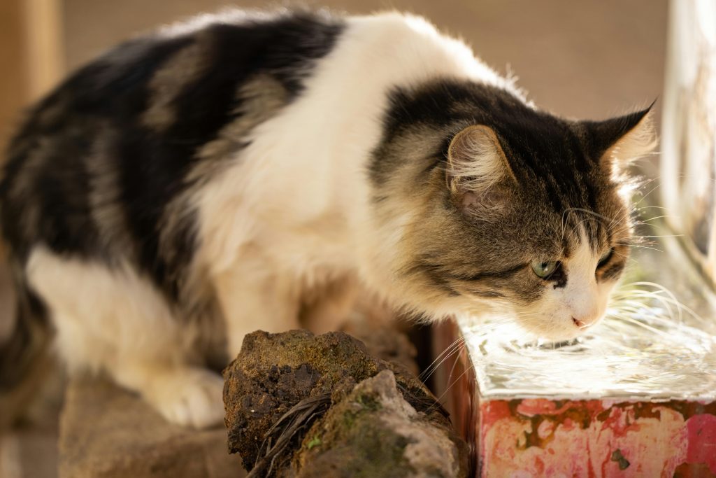 A fluffy tabby and white cat drinking water from a rustic outdoor basin on a sunny day