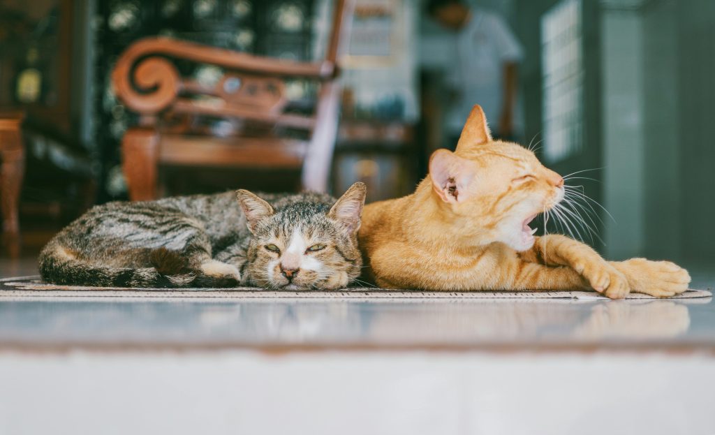 A tabby cat lying next to an orange cat indoors, with the orange cat yawning and the tabby cat resting on a rug near a wooden chair