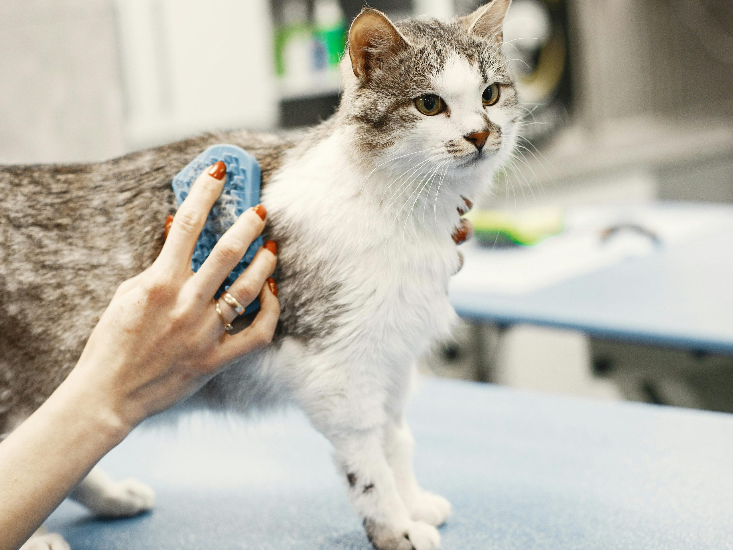 The healing power of touch. Massages and gentle exercises for senior cats
