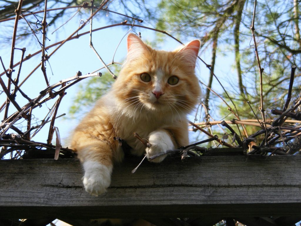  A fluffy orange and white cat with striking amber eyes perched on a wooden fence surrounded by sparse vines and branches, with a bright blue sky and trees in the background.