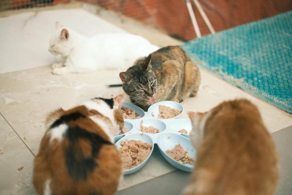 A group of cats eating wet cat food from blue bowls while a white cat rests in the background.