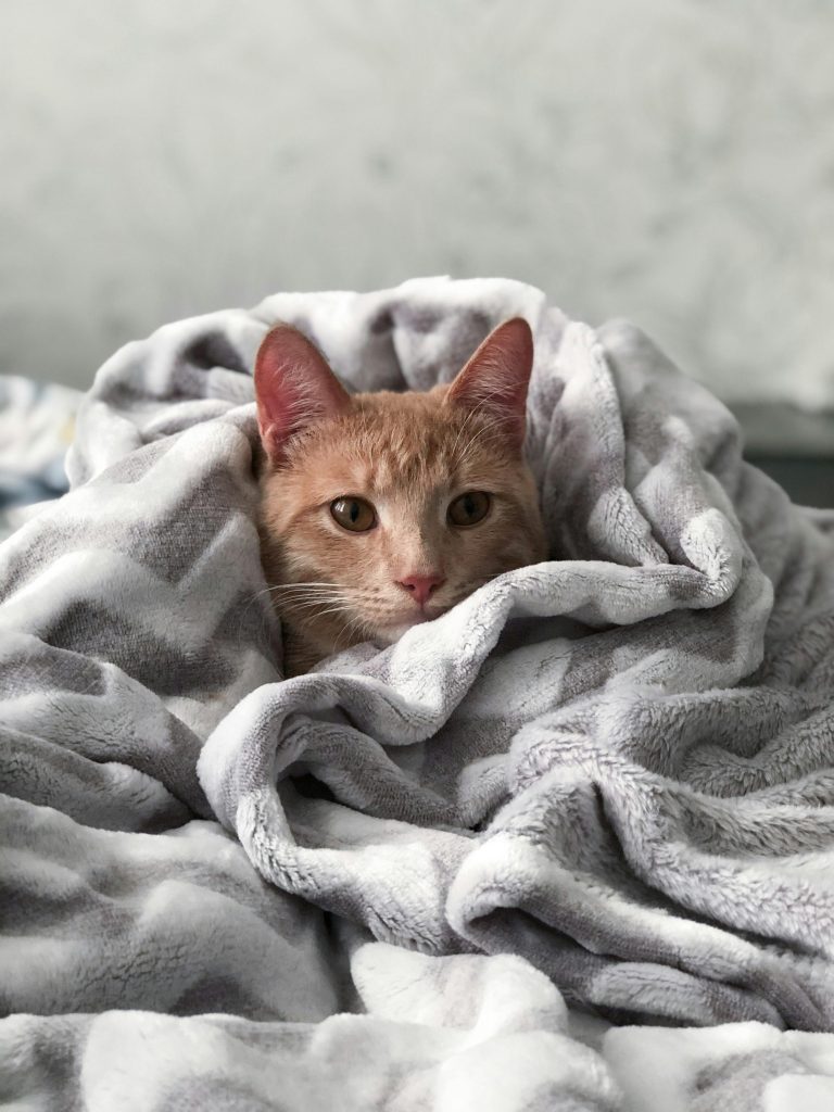A light ginger cat snugly wrapped in a soft, grey blanket, with its head peeking out.