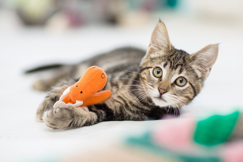 Keeping your senior cat’s mind sharp with engaging and stimulating activities