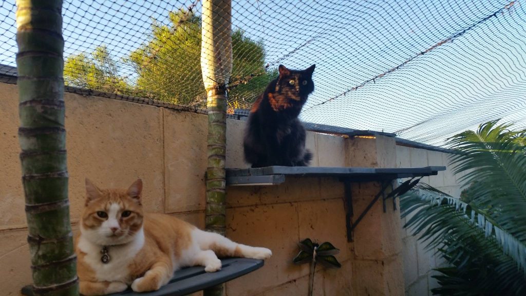 Two cats relaxing in an outdoor enclosure. A ginger and white cat lounges on a lower shelf, while a black fluffy cat perches above on a higher shelf. The enclosure is surrounded by netting and plants, with a brick wall in the background.