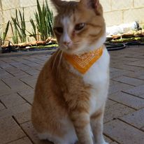 Mr Fry sitting on a paved surface, wearing a bright yellow bandana around its neck. The background includes some greenery and a brick wall.