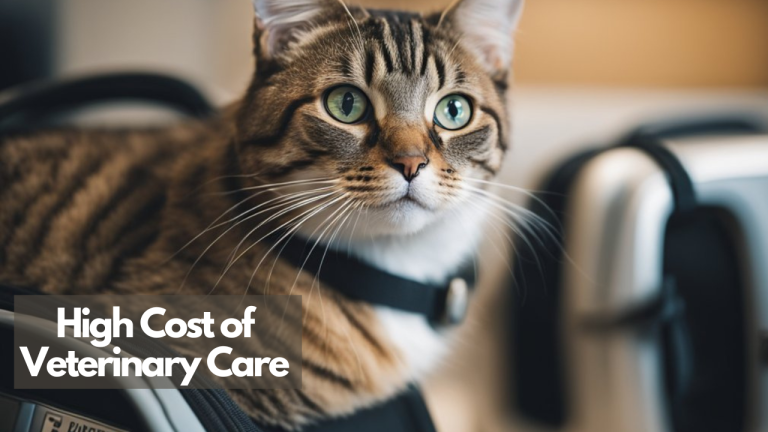 Close-up of a tabby cat with text overlay "High Cost of Veterinary Care."