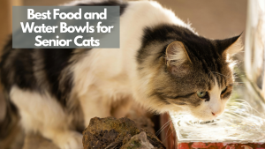 A senior cat drinking water from a shallow bowl, with a text overlay reading "Best Food and Water Bowls for Senior Cats