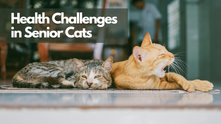 Two senior cats resting on a tiled floor, one yawning while the other lounges with eyes partially closed, with text overlay reading "Health Challenges in Senior Cats."