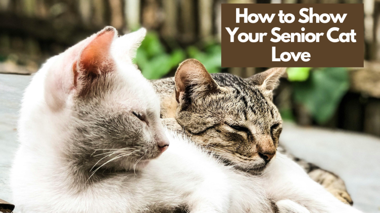 Two senior cats resting closely together outdoors, with a text overlay reading "How to Show Your Senior Cat Love