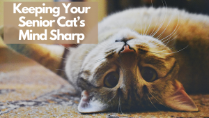 A playful tabby cat lying upside down on the floor, gazing at the camera with a text overlay reading "Keeping Your Senior Cat's Mind Sharp.