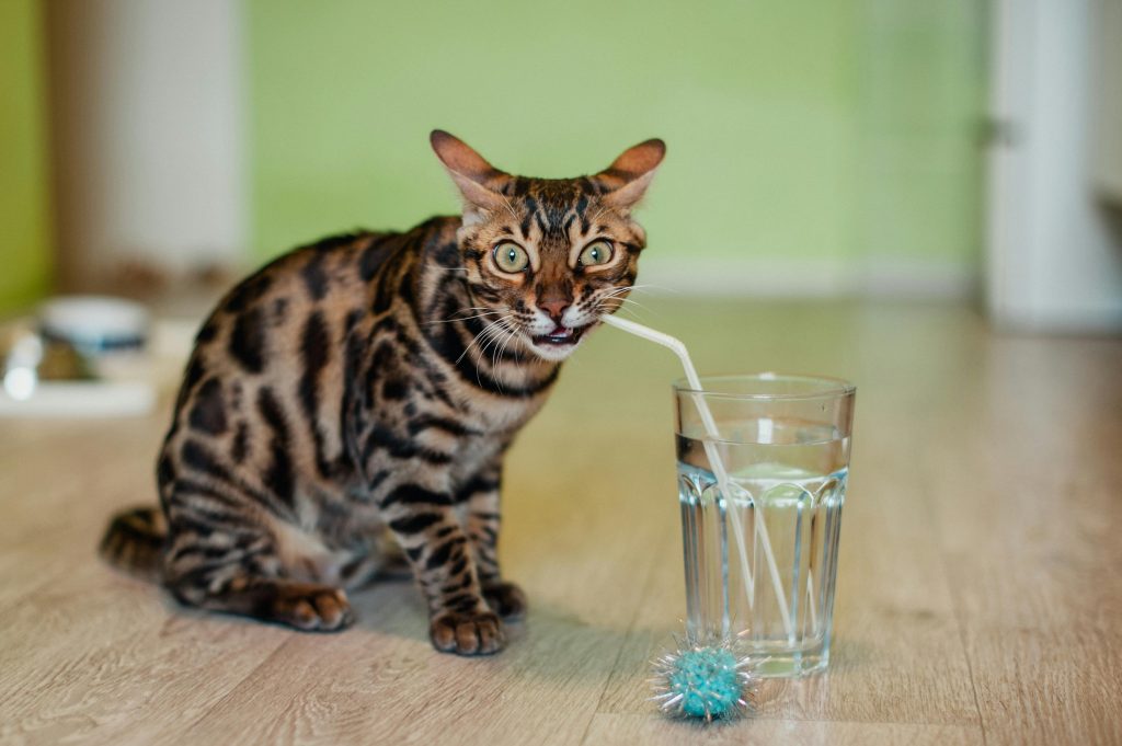 A curious Bengal cat with striking markings and green eyes, nibbling on a straw from a glass of water, with a sparkly blue toy on the floor nearby.