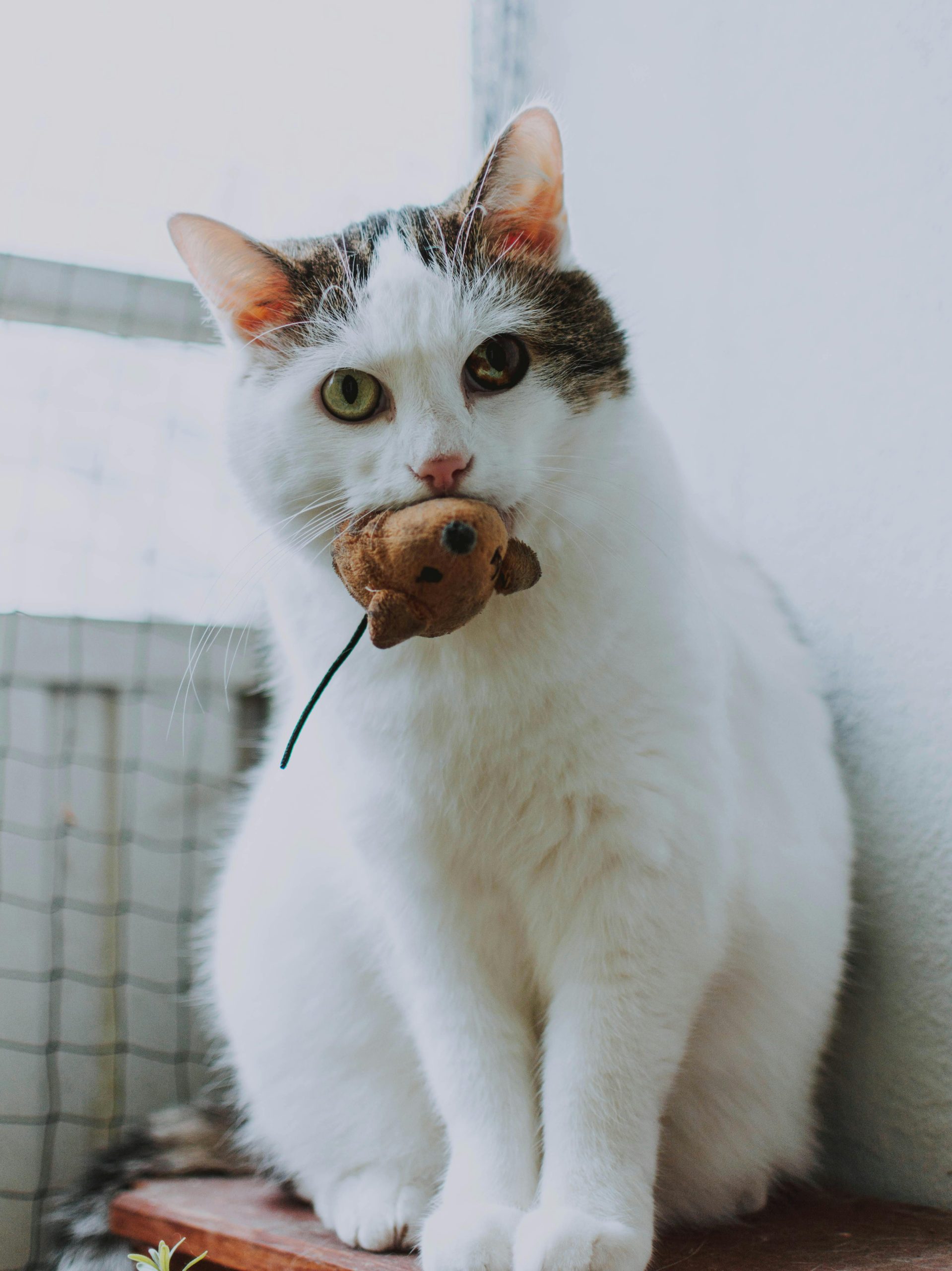 A white and tabby cat with green eyes sitting calmly, holding a small brown mouse toy in its mouth, against a light background.