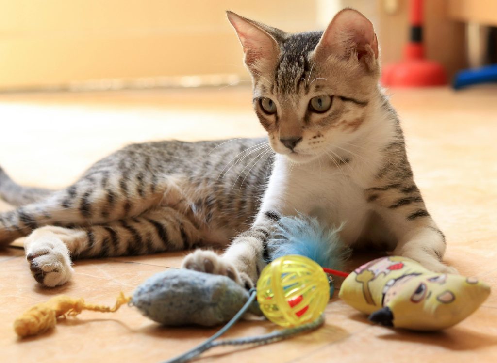 A  tabby cat with large ears and expressive eyes lying on the floor, surrounded by colorful cat toys, including a yellow ball, a stuffed toy, and a mouse-shaped toy.