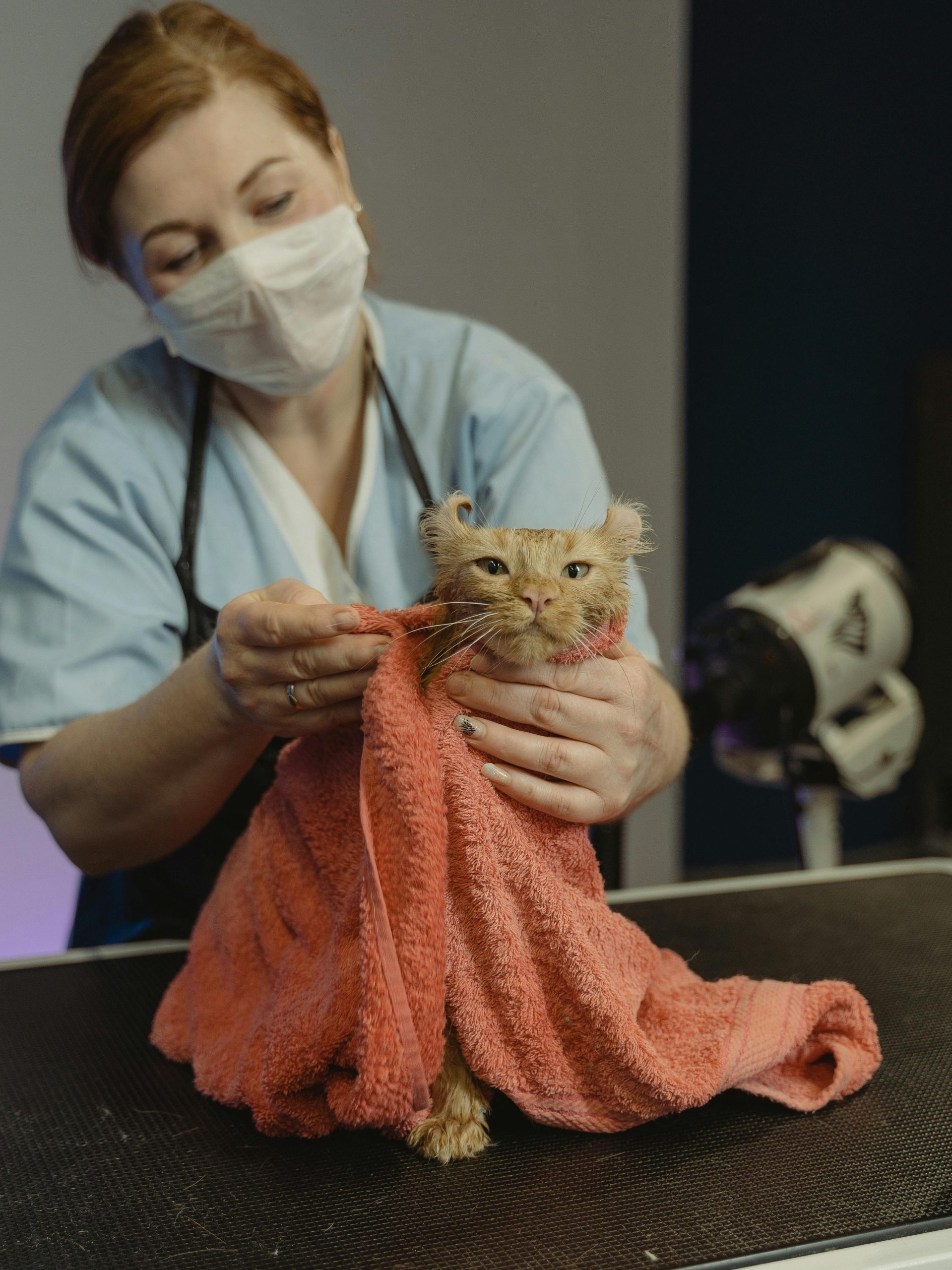 A veterinarian wearing a face mask dries an orange tabby cat with a soft pink towel during a grooming session, with grooming equipment visible in the background.