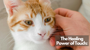 A close-up of an orange and white cat being gently stroked by a human hand, with a text overlay reading "The Healing Power of Touch.