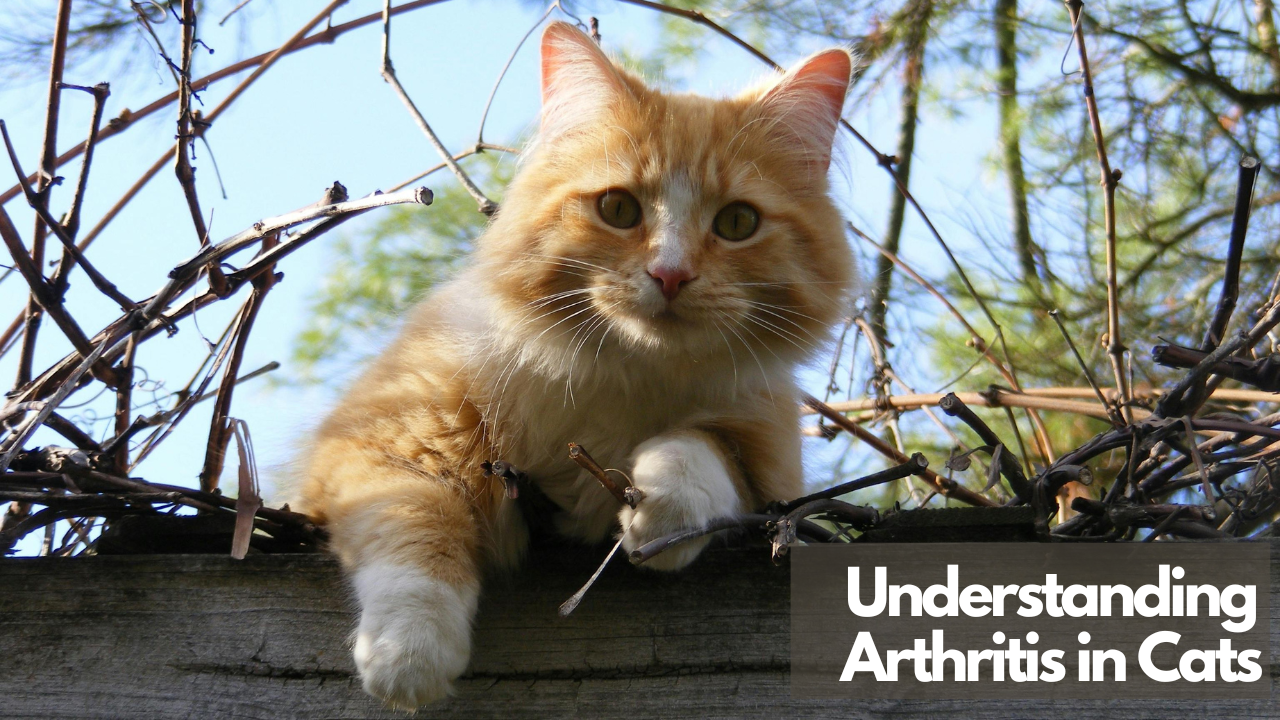 A fluffy orange cat resting on a wooden fence surrounded by bare branches, with a text overlay reading "Understanding Arthritis in Cats