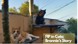 Bronnie and Mr Fry lounging on a lower platform and a black cat sitting on a higher perch, in an outdoor enclosure under netting, representing Bronnie’s life and FIP awareness.