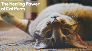 Cat laying on its back, looking up at the camera with a playful expression, highlighting the power of cat purring