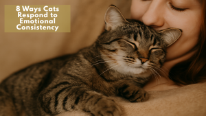 8 Ways Cats Respond to Emotional Consistency – A content tabby cat with closed eyes cuddles closely against a woman's face, both appearing calm and emotionally connected.