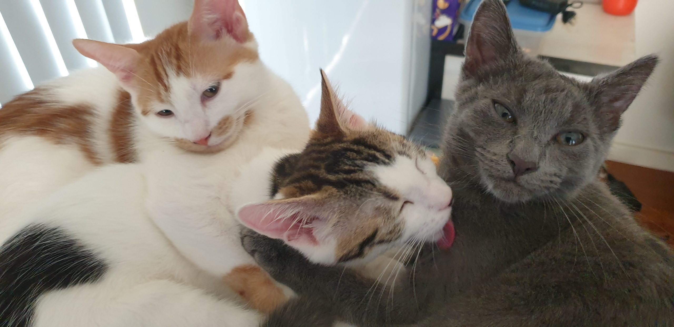 the healing power of rescue cats